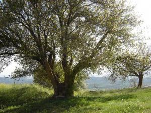 Paysage de Médéa au Printemps