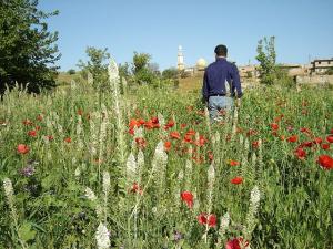 Médéa -Paysage de Dakhla