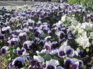 Le Printemps à Médéa