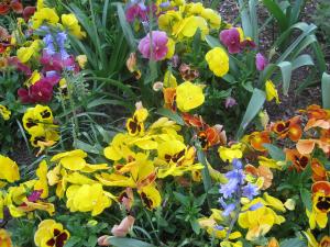 Le Printemps à Médéa