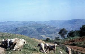Pastoral scène, Médéa