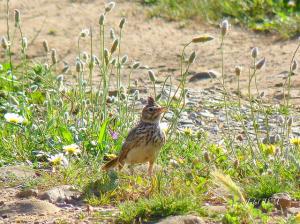 Cochevis huppé ( Galerida cristata ) à El Taref