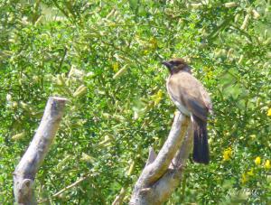 Bulbul des jardins ( Pycnonotus barbatus ) (El Taref)