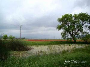 Sur la route d'El Kalla (El Taref)