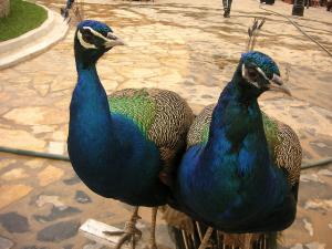 Parc de Médéa (Couple de Paons)