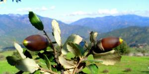 Chêne vert de Tibehirine (Wilaya de Médéa)