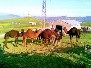 Troupeau de Dromadaires à Médéa