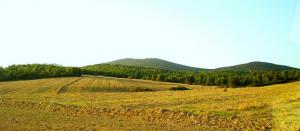 Forêt de Sebbah dans la Commune de Berrouaghia (Wilaya de Médéa)