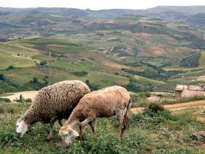 Ovins dans les Environs de Médéa