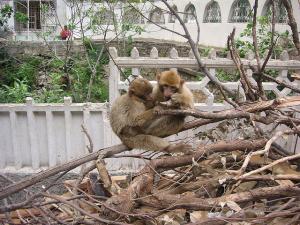 Ruisseau des Singes à Médéa
