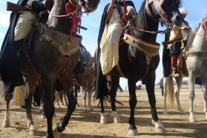 Fantazia à Hennacha octobre 2010 (Wilaya de Médéa)