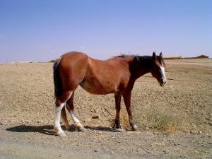 Cheval de ferme de Médéa