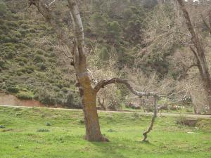 Paysage de la Forêt de Médéa