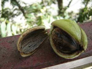 Noix de Pékan (Wilaya de Médéa)