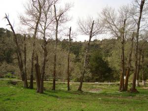 Arbres  Peuplier  (Wilaya de Médéa)