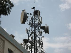 Cigognes à Tissemssilt