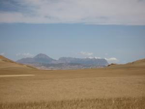 Champ de Blé à Tissemssilt