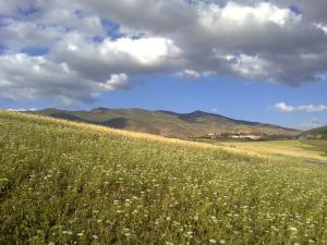 Paysage de Taza (Wilaya de Tissemssilt)