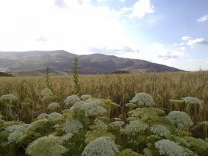 Paysage de Taza (Wilaya de Tissemssilt)