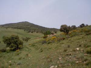 Paysage de Taza (Wilaya de Tissemssilt)