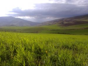 Champ de Blé au Printemps (Wilaya de Tissemssilt)