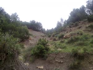 Paysage de taza au Printemps (Wilaya de Tissemssilt)