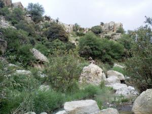 Paysage de Taza (Wilaya de Tissemssilt)