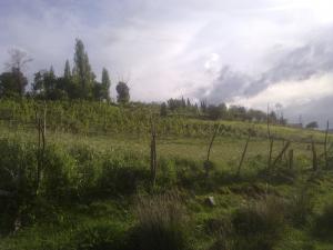 Champ Arboricole près de Tissemssilt