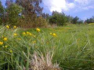 Paysage de Tissemssilt au Printemps