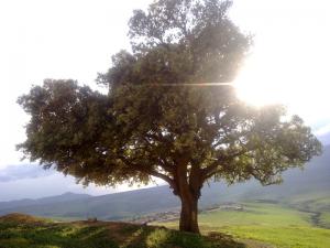 Arbre Centenaire à Sidi Said (Wilaya de Tissemssilt)