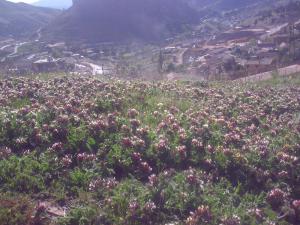 Paysage de la Commune de Boucaid (Wilaya de Tissemssilt)
