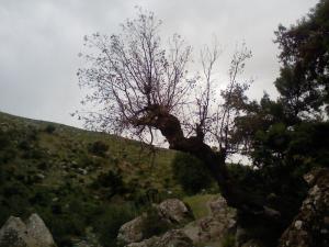 Paysage de taza au Printemps (Wilaya de Tissemssilt)