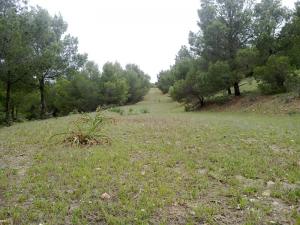 Paysage de taza au Printemps (Wilaya de Tissemssilt)