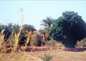 Le Jardin potager du Campement de Smara (Tindouf)