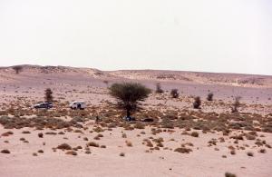 Plein Désert du Saharien (Tindouf)