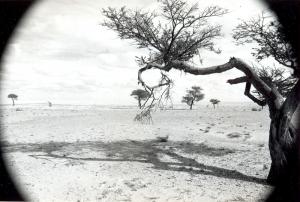 Sahra Occidental El bosc