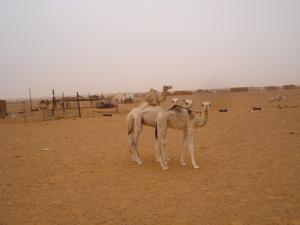 Jeunes Dromadaires de Dajla (Tindouf)