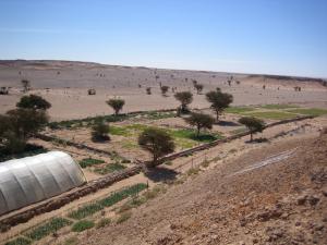 Champ Agricole d'El Ayoune (Wilaya de Tindouf)