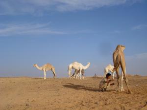 Région de Rabuni à Tindouf
