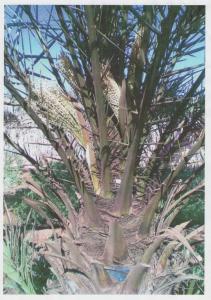 Une Palmeraie de Tindouf