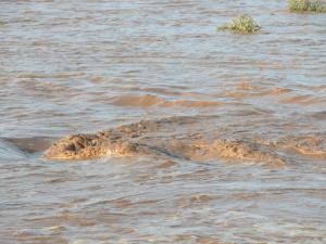 L'oued Drâa en Crue (Tindouf)