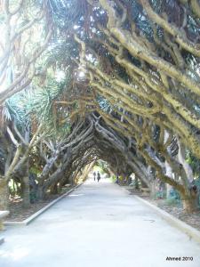 Jardin d'essai - Alger - Allée des Dragonniers
