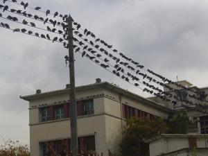 Pigeons à Alger