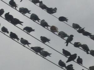Pigeons à Alger
