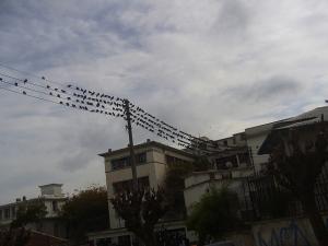 Pigeons à Alger