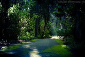 Jardin d'Essai du Hamma à Alger