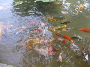 Les Poissons du Jardin d'Essais d'Alger