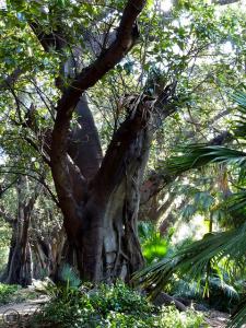 Jardin d'Essai d'Alger