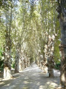 Alger - Le jardin d'Essai