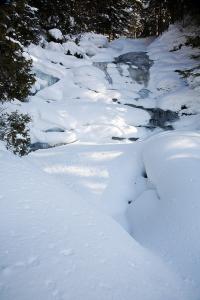 Forêt d'Alger Enneigée